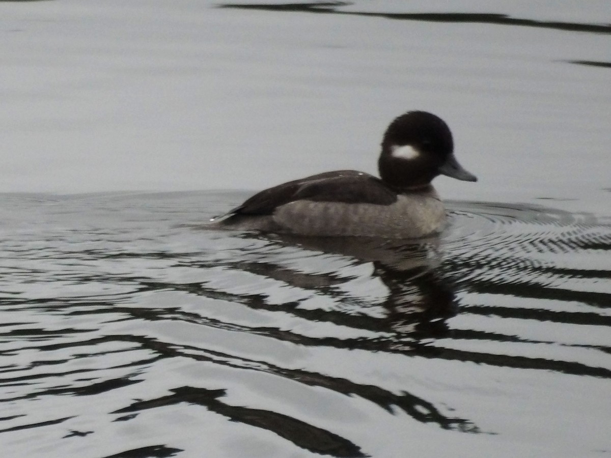 Гоголь-головастик - ML647476354