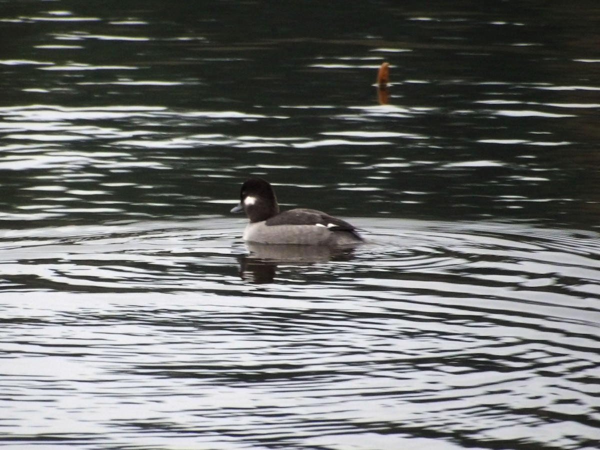 Гоголь-головастик - ML647476358