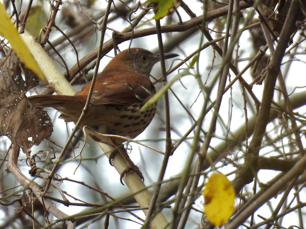 Brown Thrasher - ML647476367