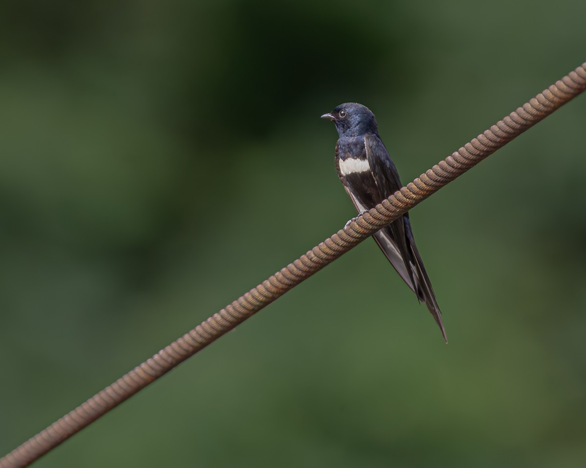 vlaštovka bělopruhá - ML647476435