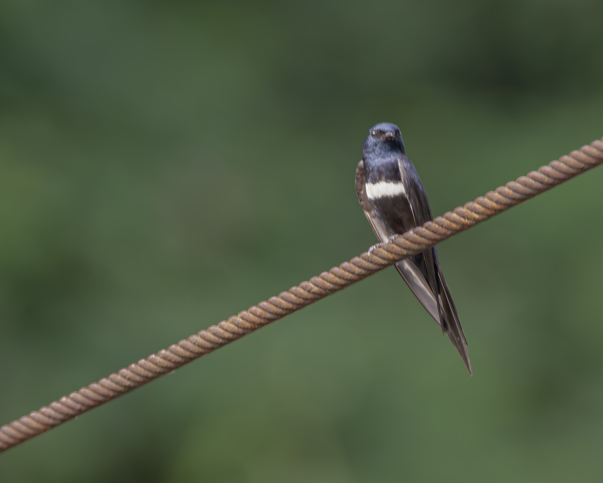 vlaštovka bělopruhá - ML647476436