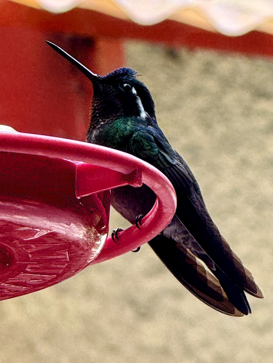 kolibřík fialovohrdlý - ML647476443