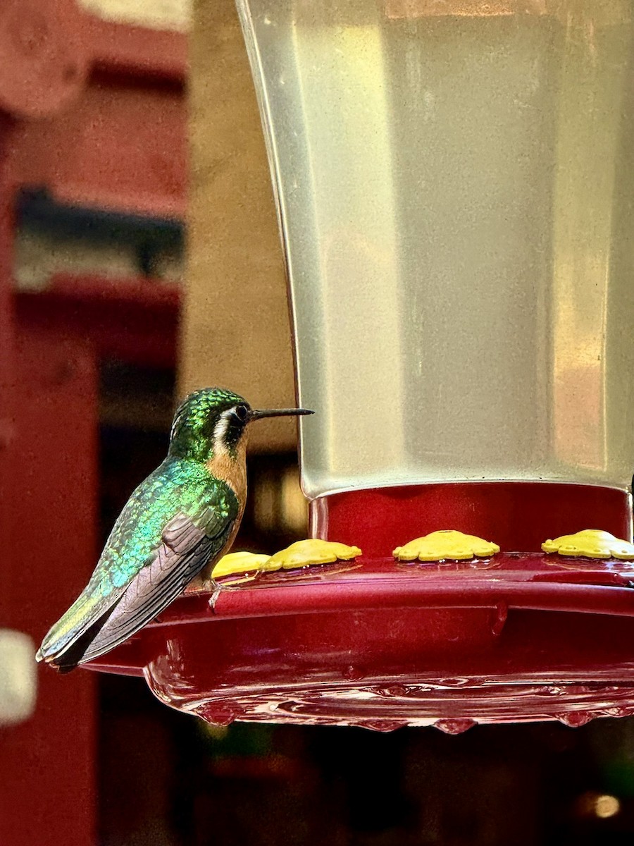 kolibřík fialovohrdlý - ML647476444