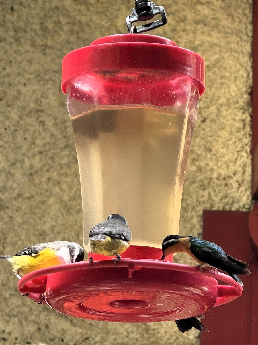 kolibřík fialovohrdlý - ML647476446