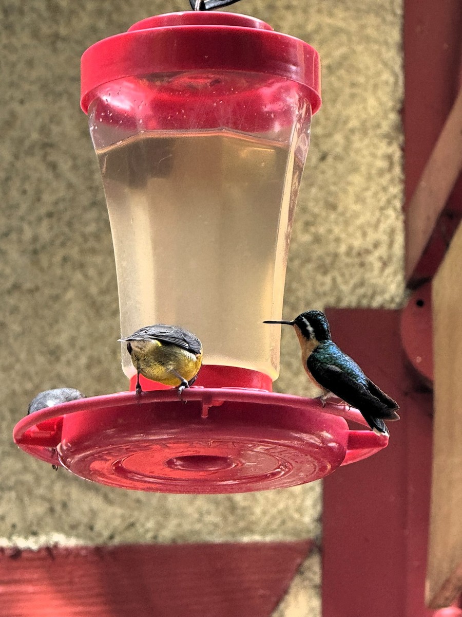 kolibřík fialovohrdlý - ML647476447