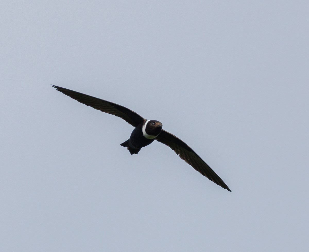 White-collared Swift - ML647476449