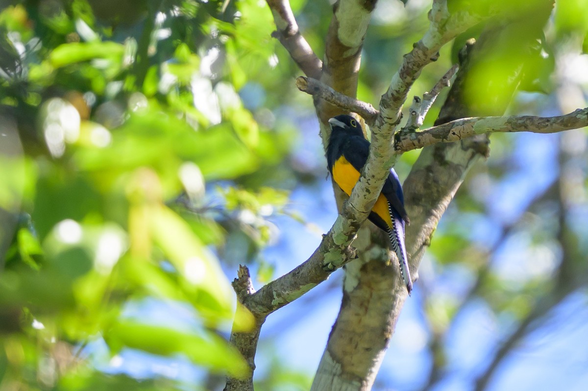 Amazonian Violaceous Trogon - ML647476468