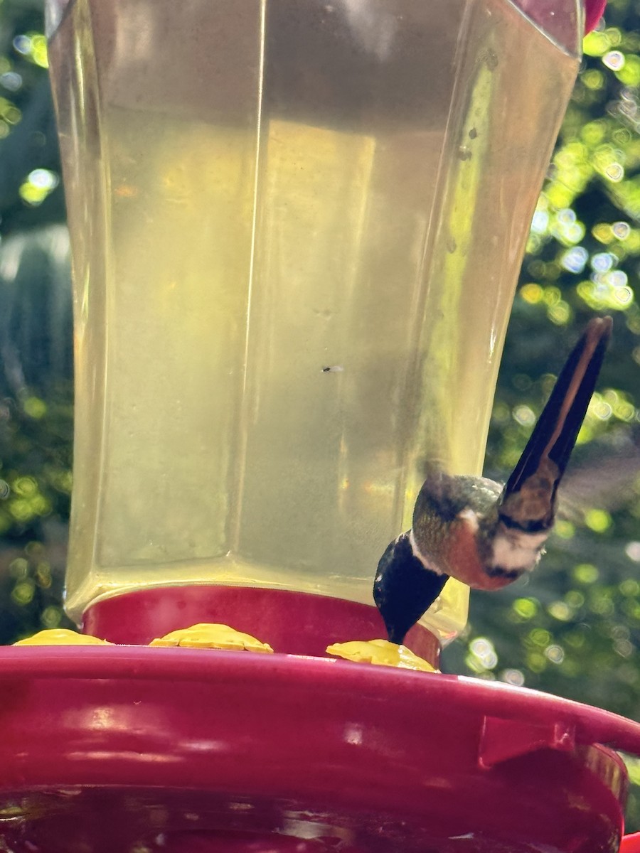 Magenta-throated Woodstar - ML647476500