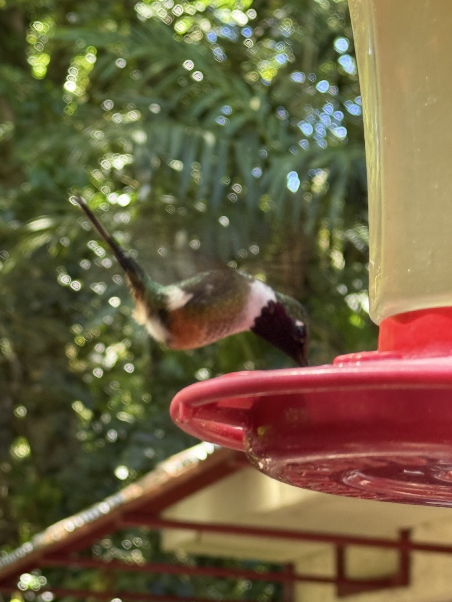 Magenta-throated Woodstar - ML647476501