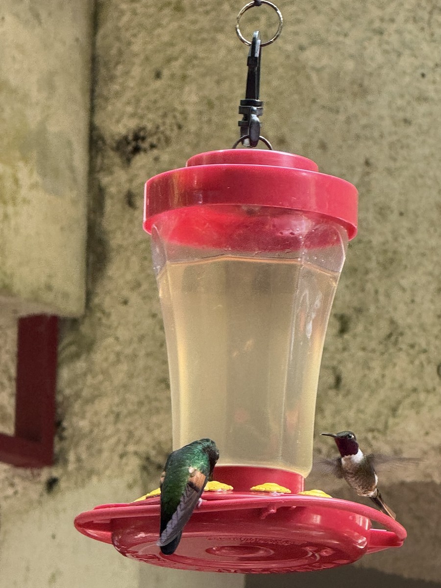 Magenta-throated Woodstar - ML647476502