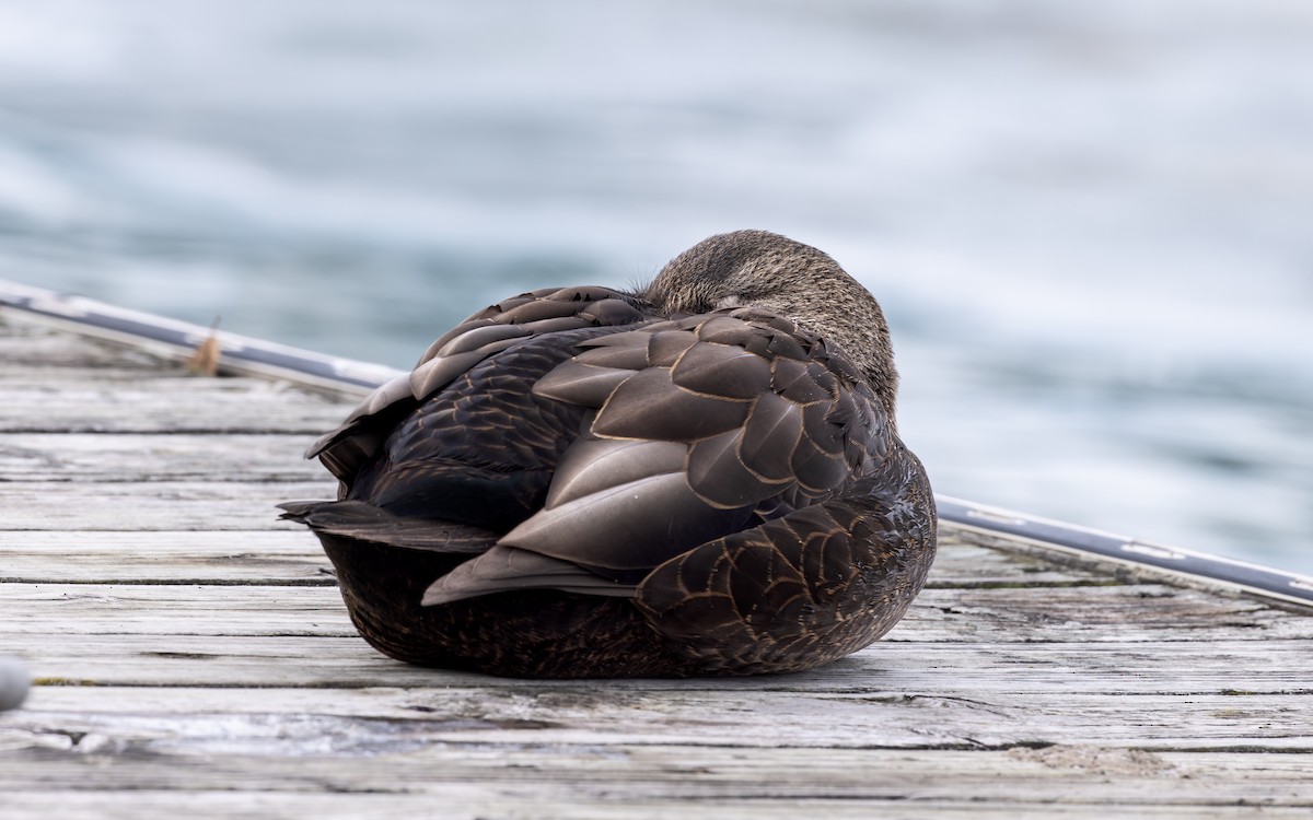 ברווז שחור אמריקני - ML647476505