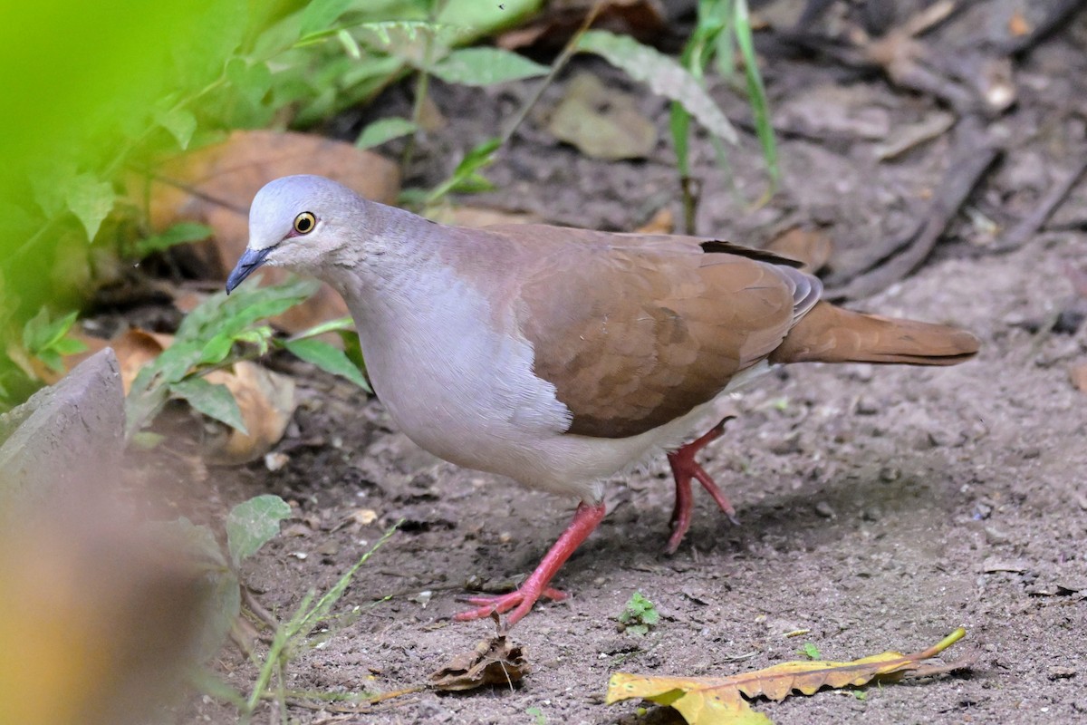 Pallid Dove - ML647476512