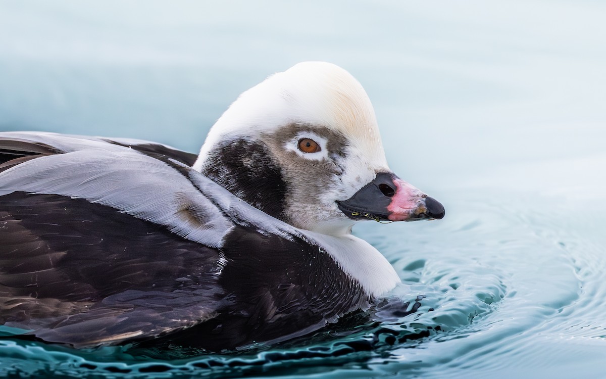 ברווז קרח - ML647476513