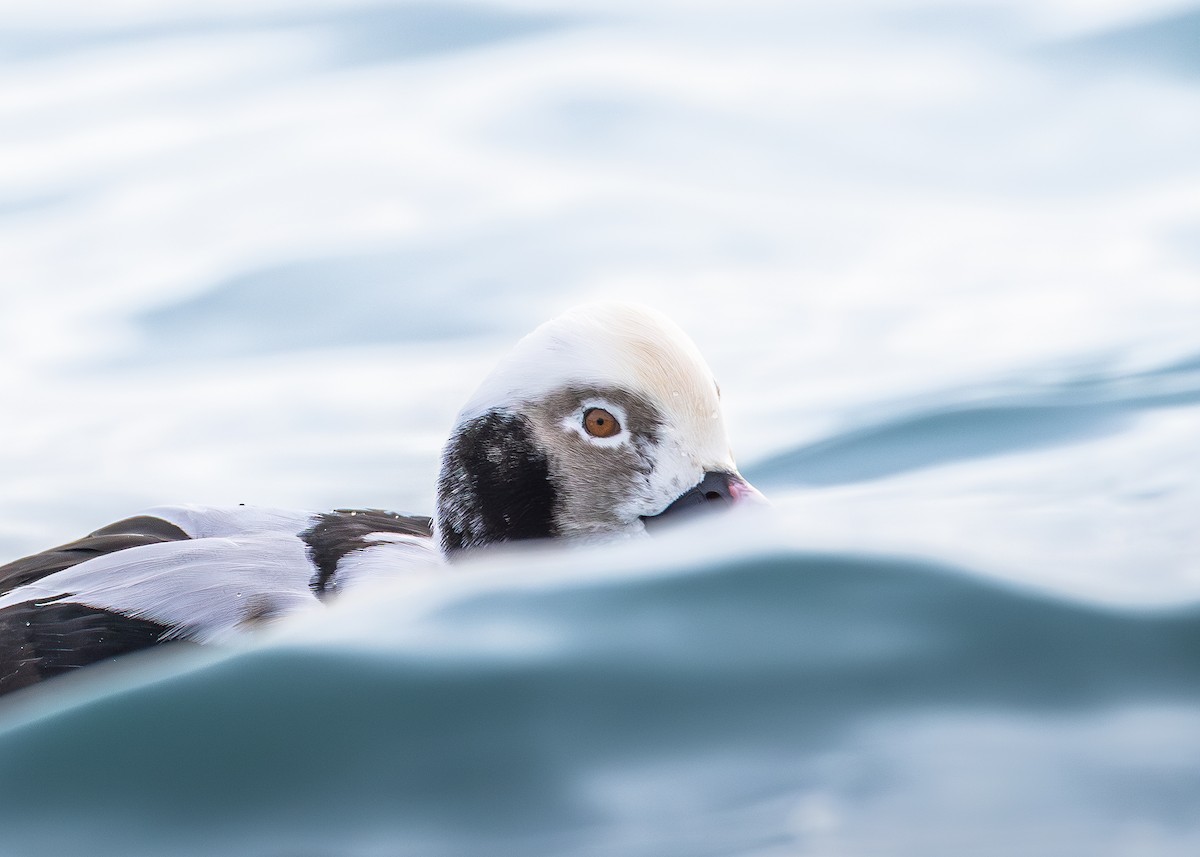 ברווז קרח - ML647476515