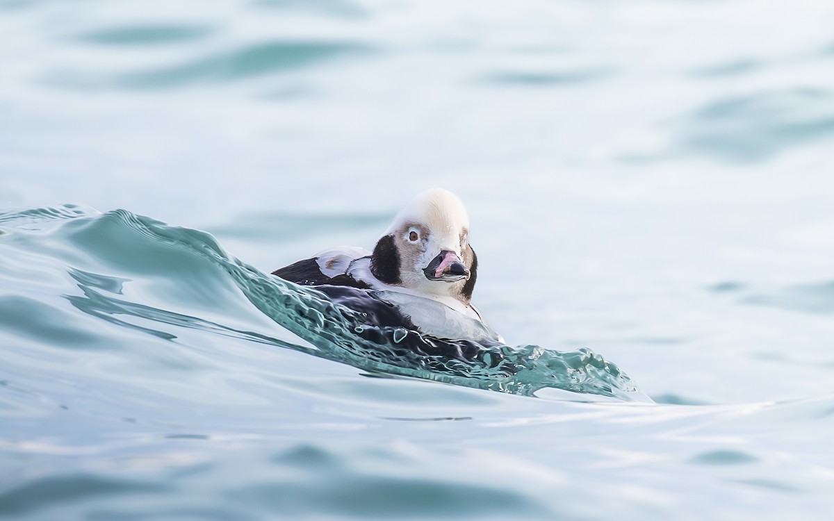 ברווז קרח - ML647476518