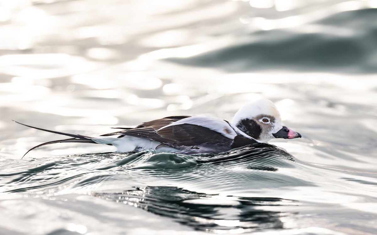 ברווז קרח - ML647476519