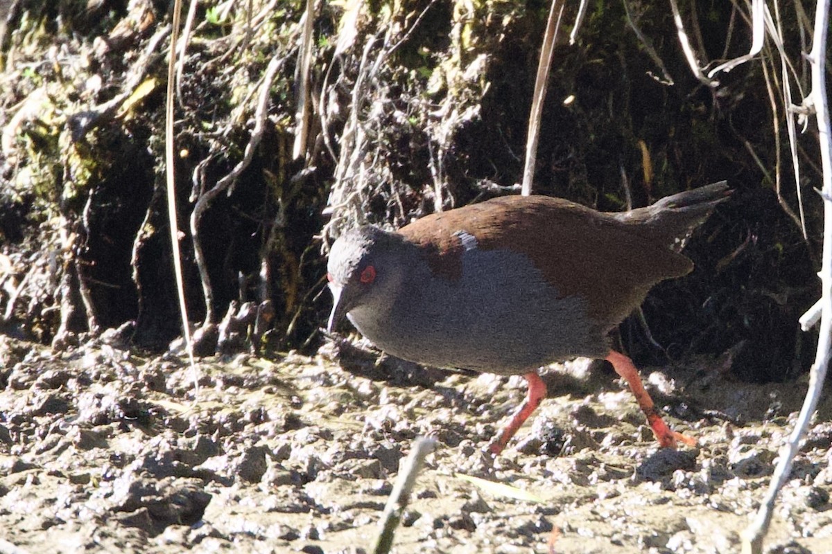 Spotless Crake - ML647476520