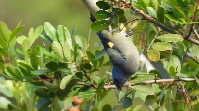 Yellow-winged Tanager - ML647476528