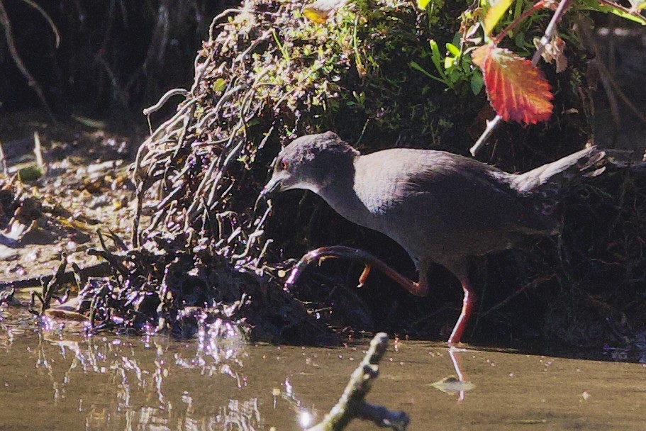 Spotless Crake - ML647476531