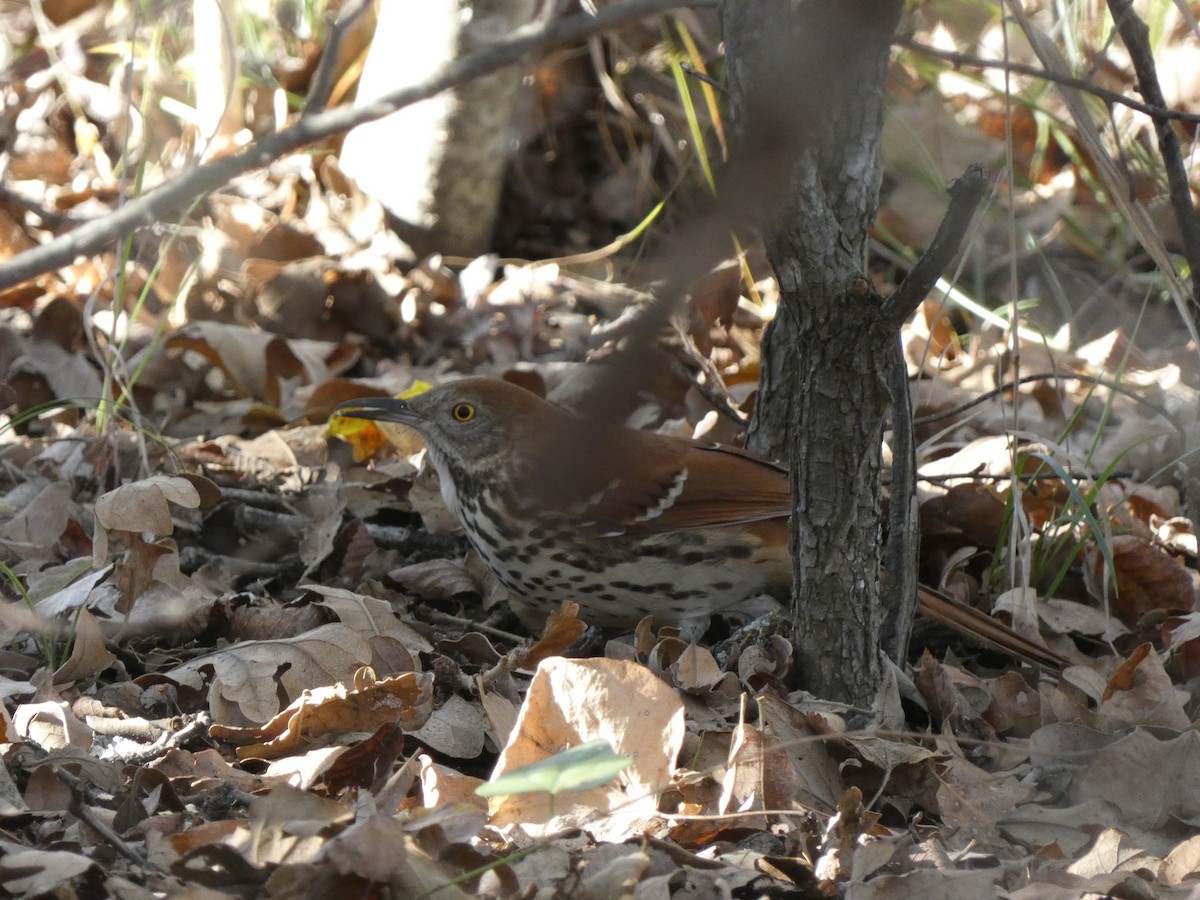 Brown Thrasher - ML647476539