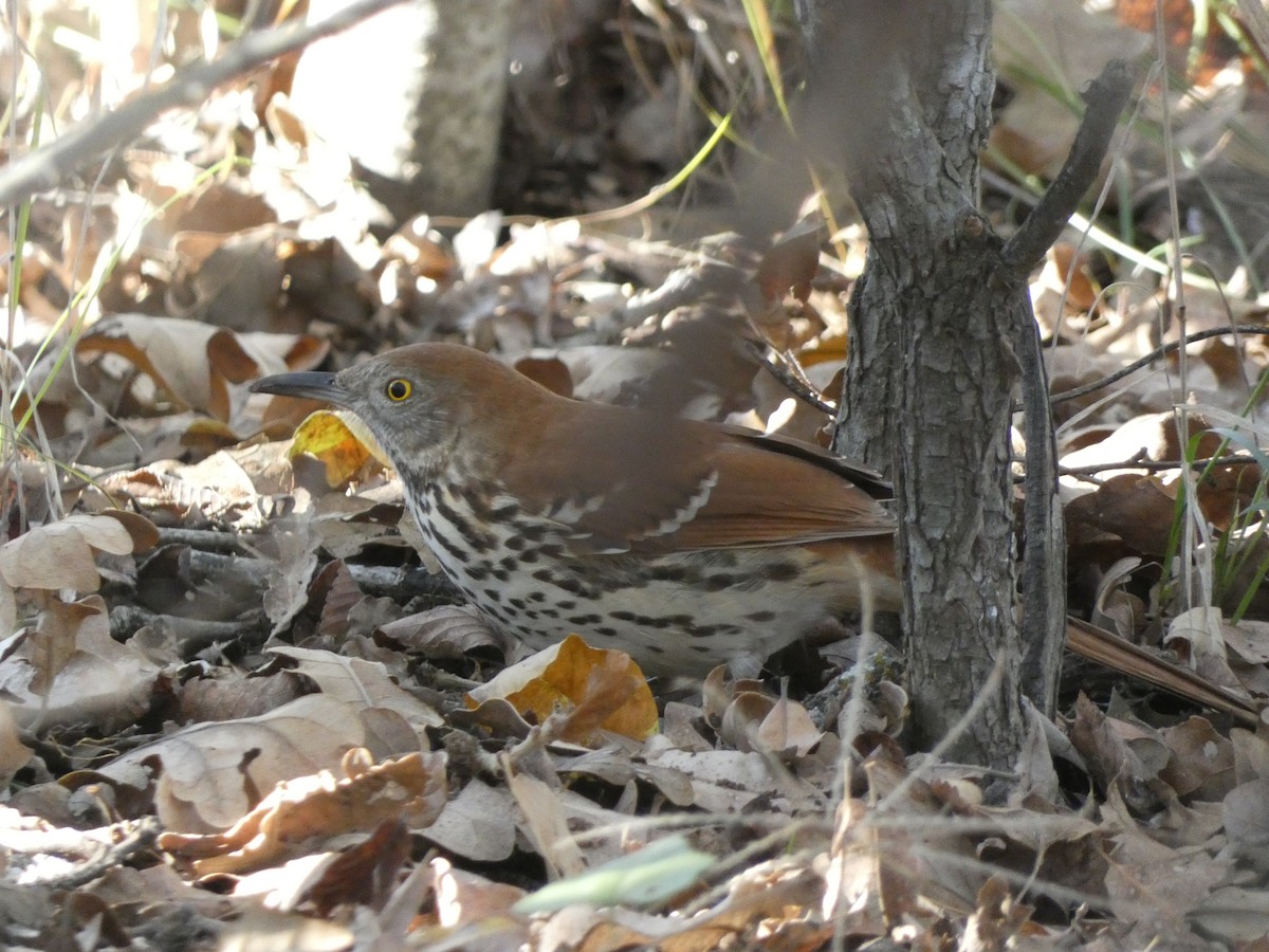 Brown Thrasher - ML647476541