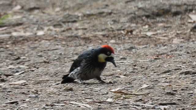 datel sběrač - ML647476616