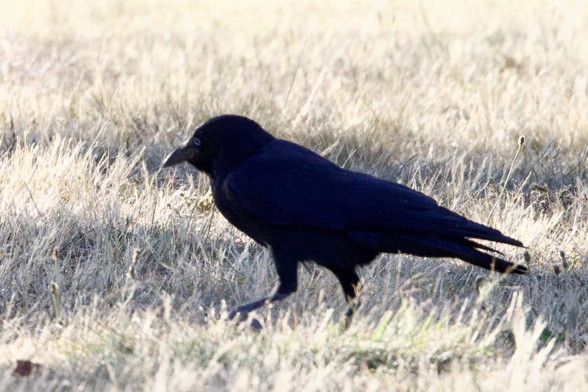 Little Raven - ML647476620