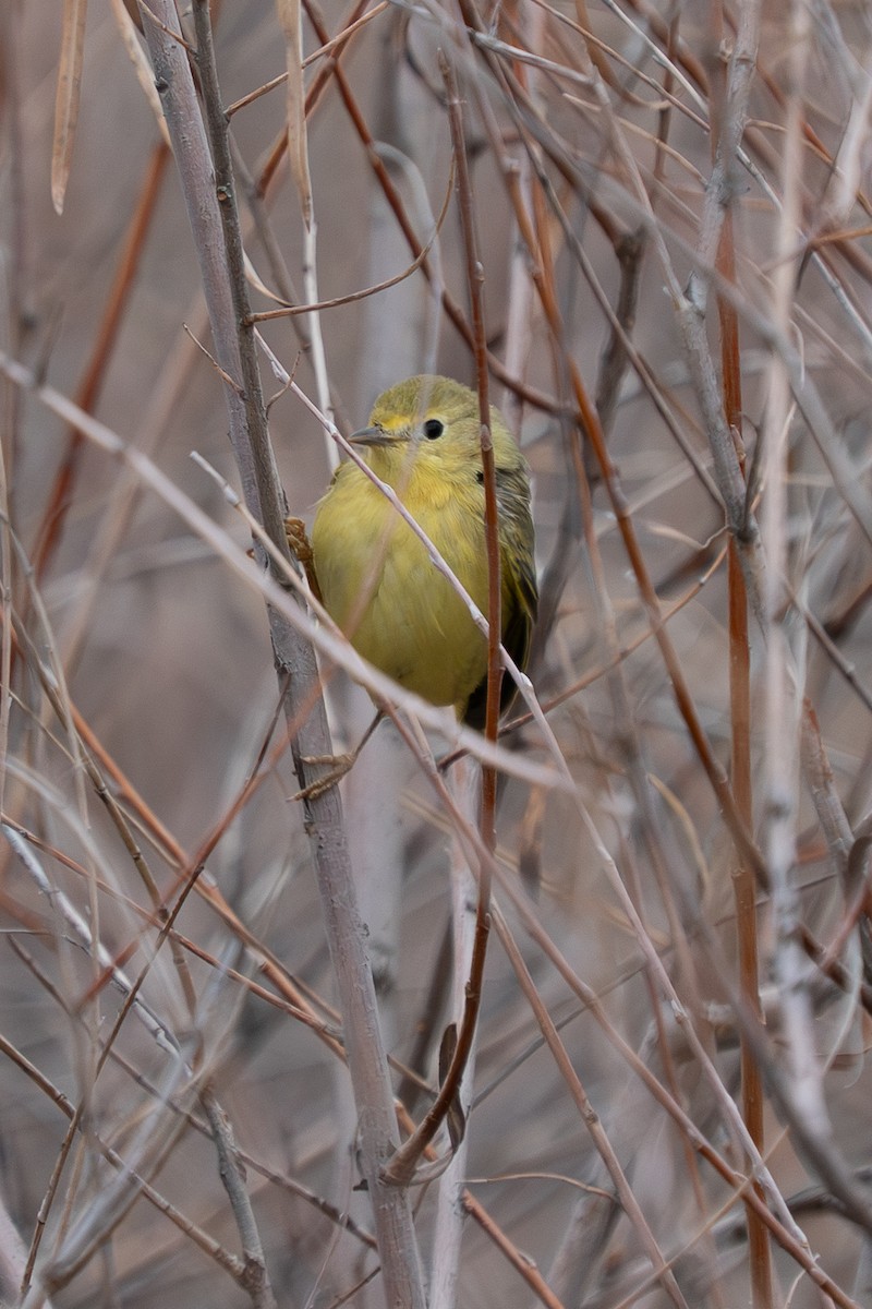 Northern Yellow Warbler - ML647476643