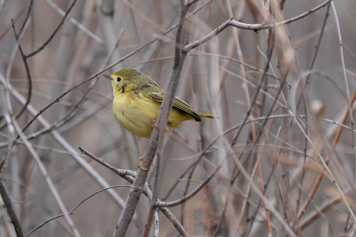 Northern Yellow Warbler - ML647476644