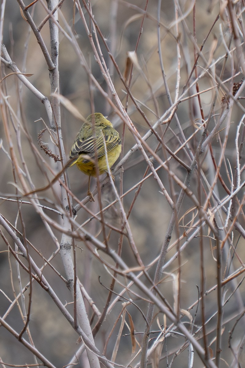 Northern Yellow Warbler - ML647476645