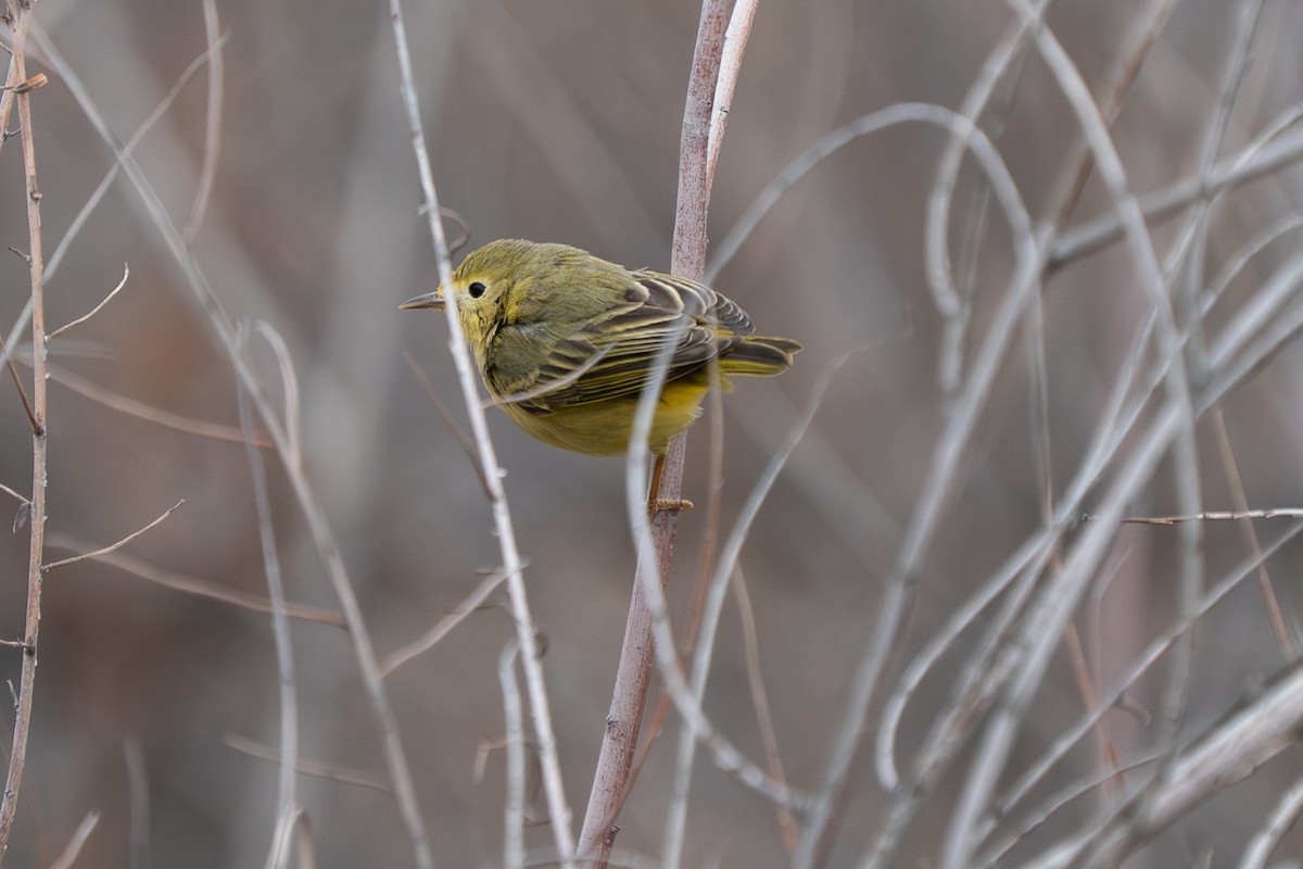 Northern Yellow Warbler - ML647476646