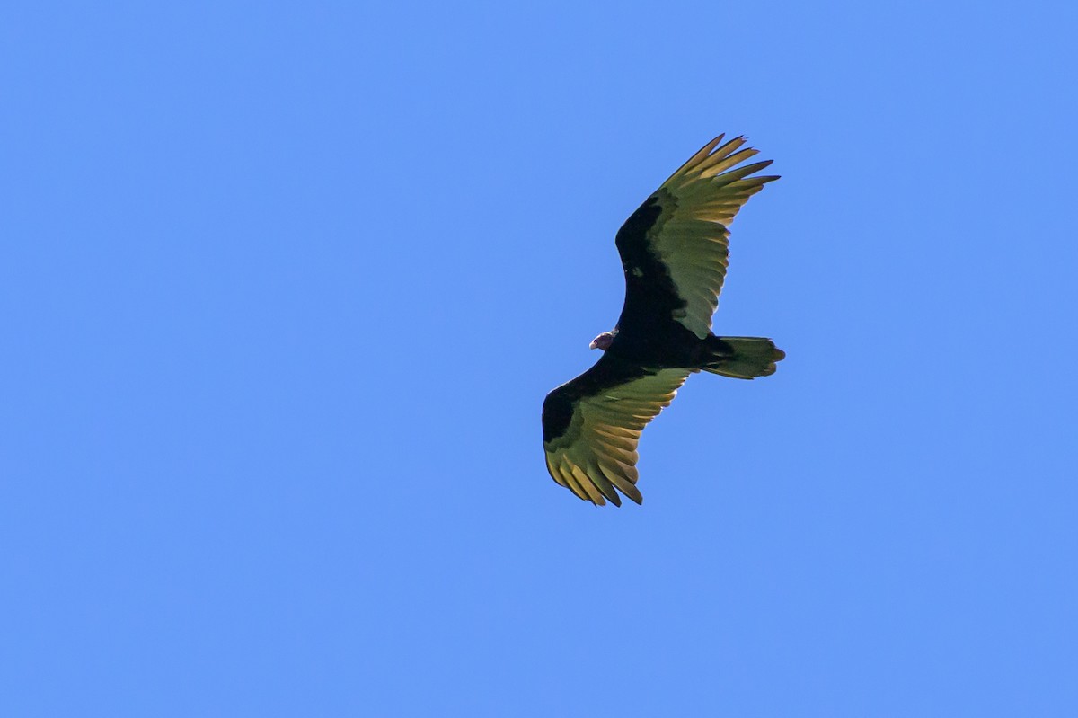 Turkey Vulture - ML647476670