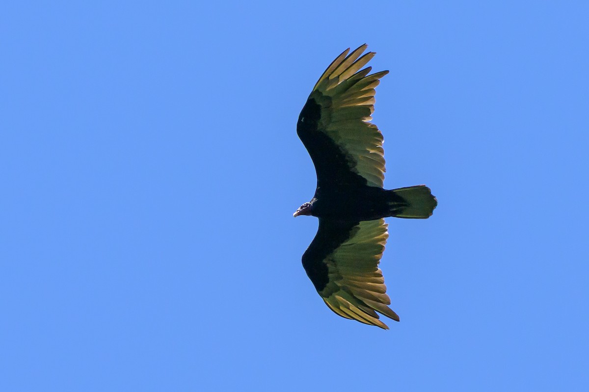Turkey Vulture - ML647476671