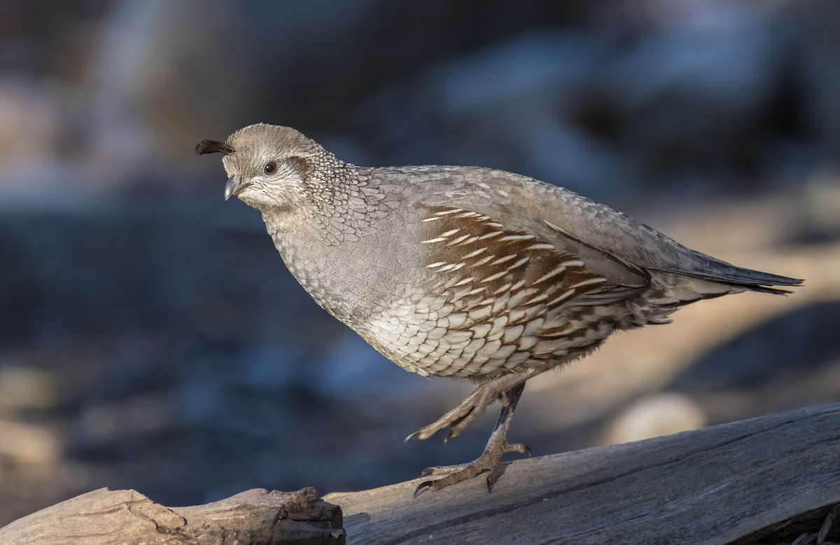 eBird Checklist - 11 Dec 2025 - Big Morongo Canyon Preserve & Covington ...