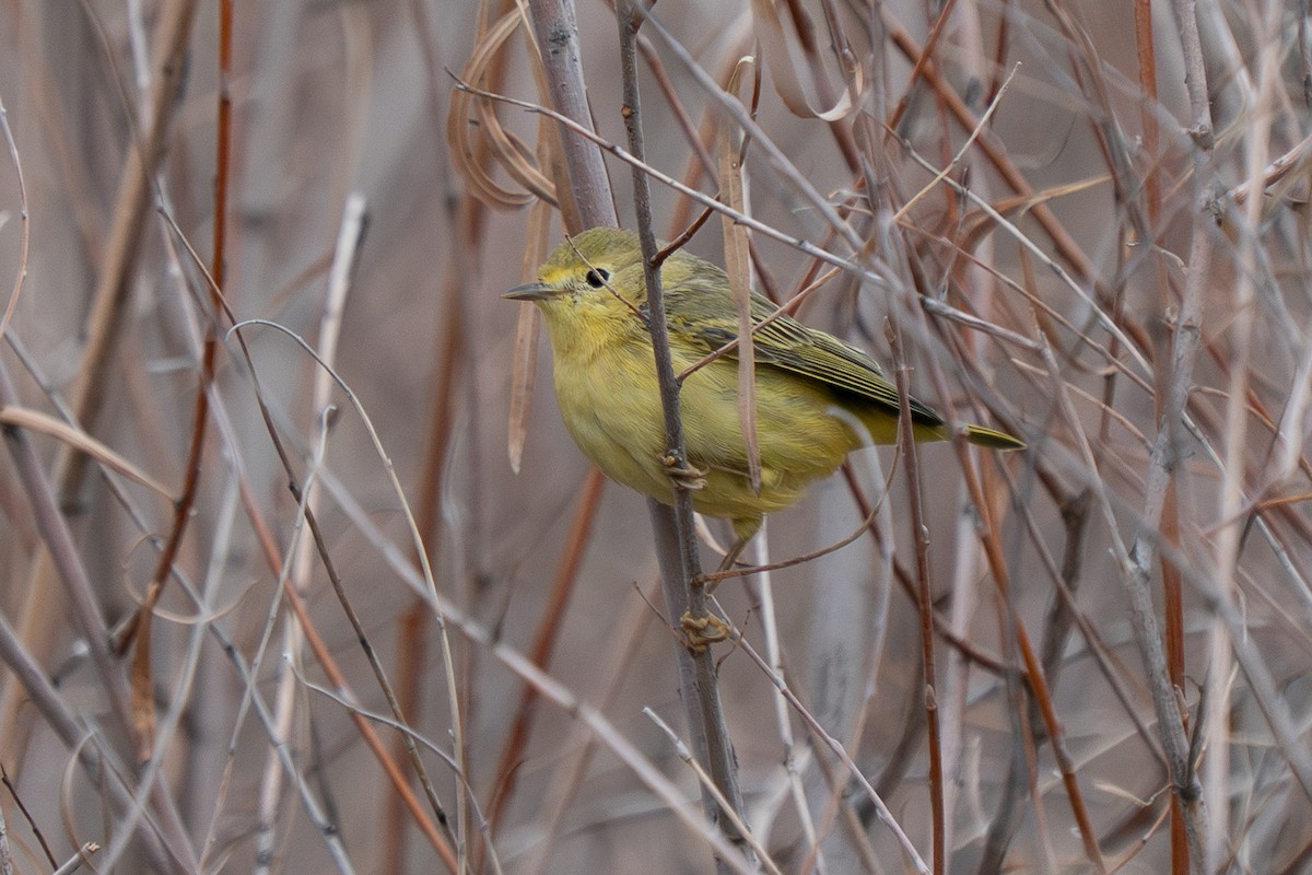 Northern Yellow Warbler - ML647476729