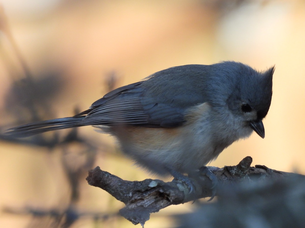 Tufted Titmouse - ML647476753