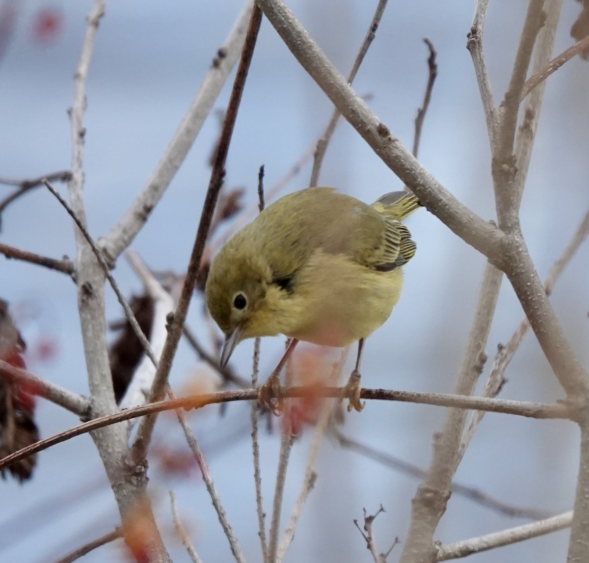 Northern Yellow Warbler - ML647476755