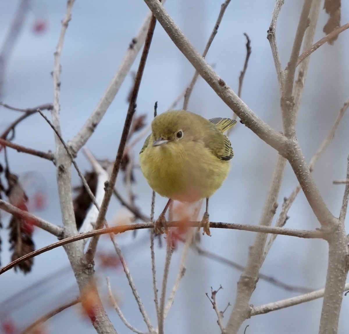 Northern Yellow Warbler - ML647476756