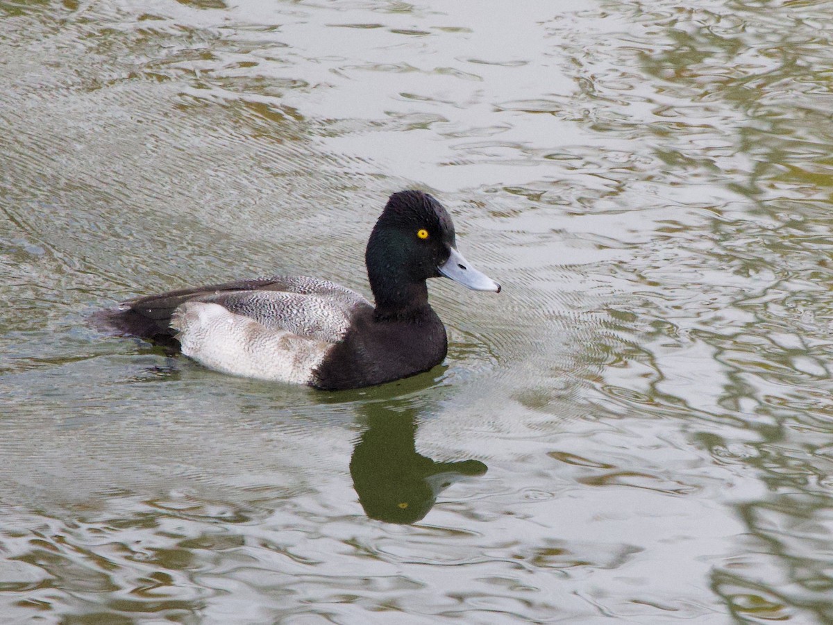 Lesser Scaup - ML647476761