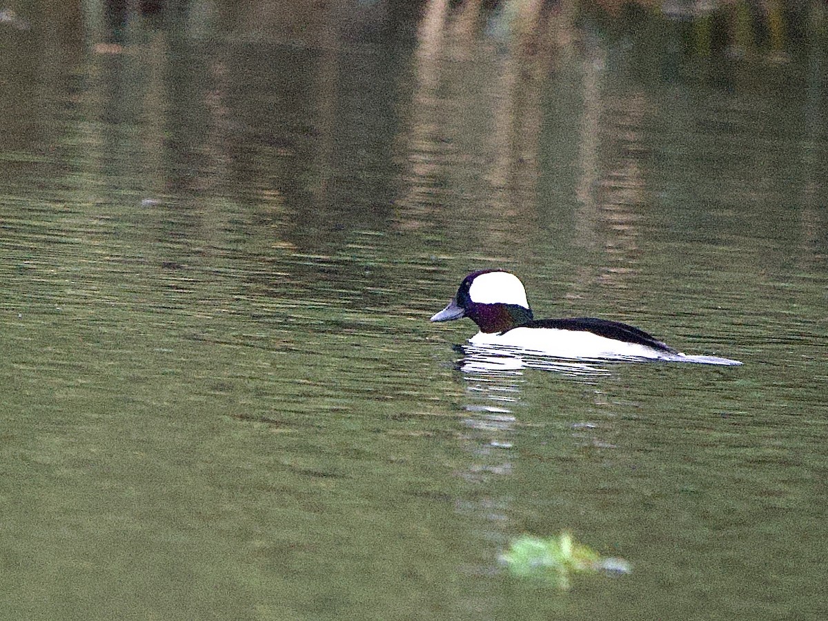 Гоголь-головастик - ML647476762