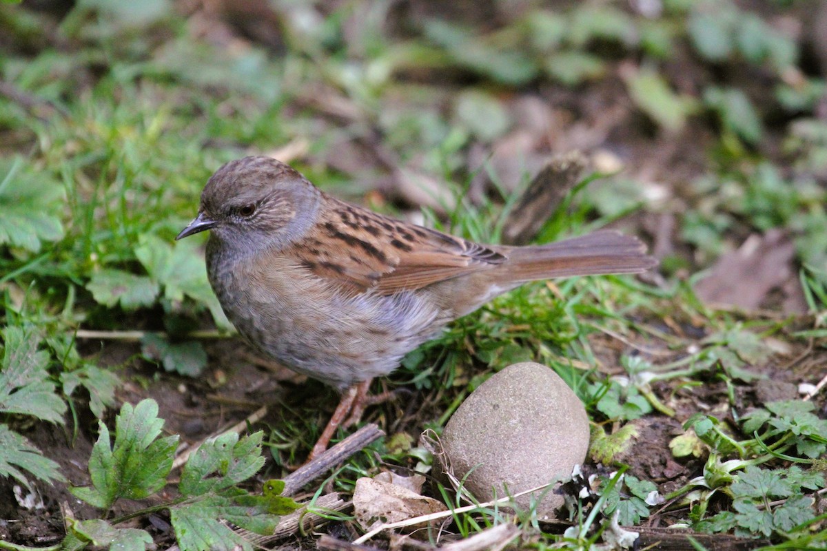 ヨーロッパカヤクグリ - ML647476764