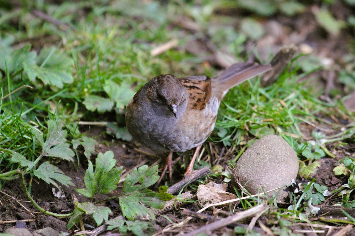 ヨーロッパカヤクグリ - ML647476765