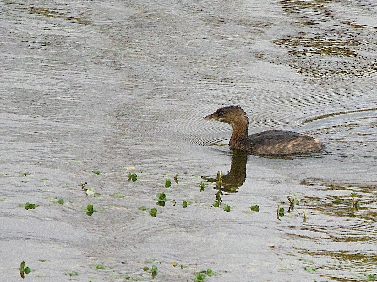 オビハシカイツブリ - ML647476766