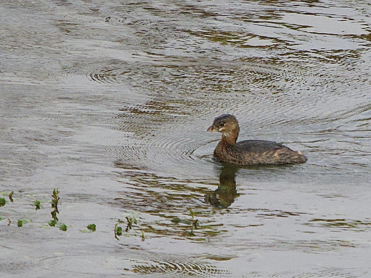 オビハシカイツブリ - ML647476767