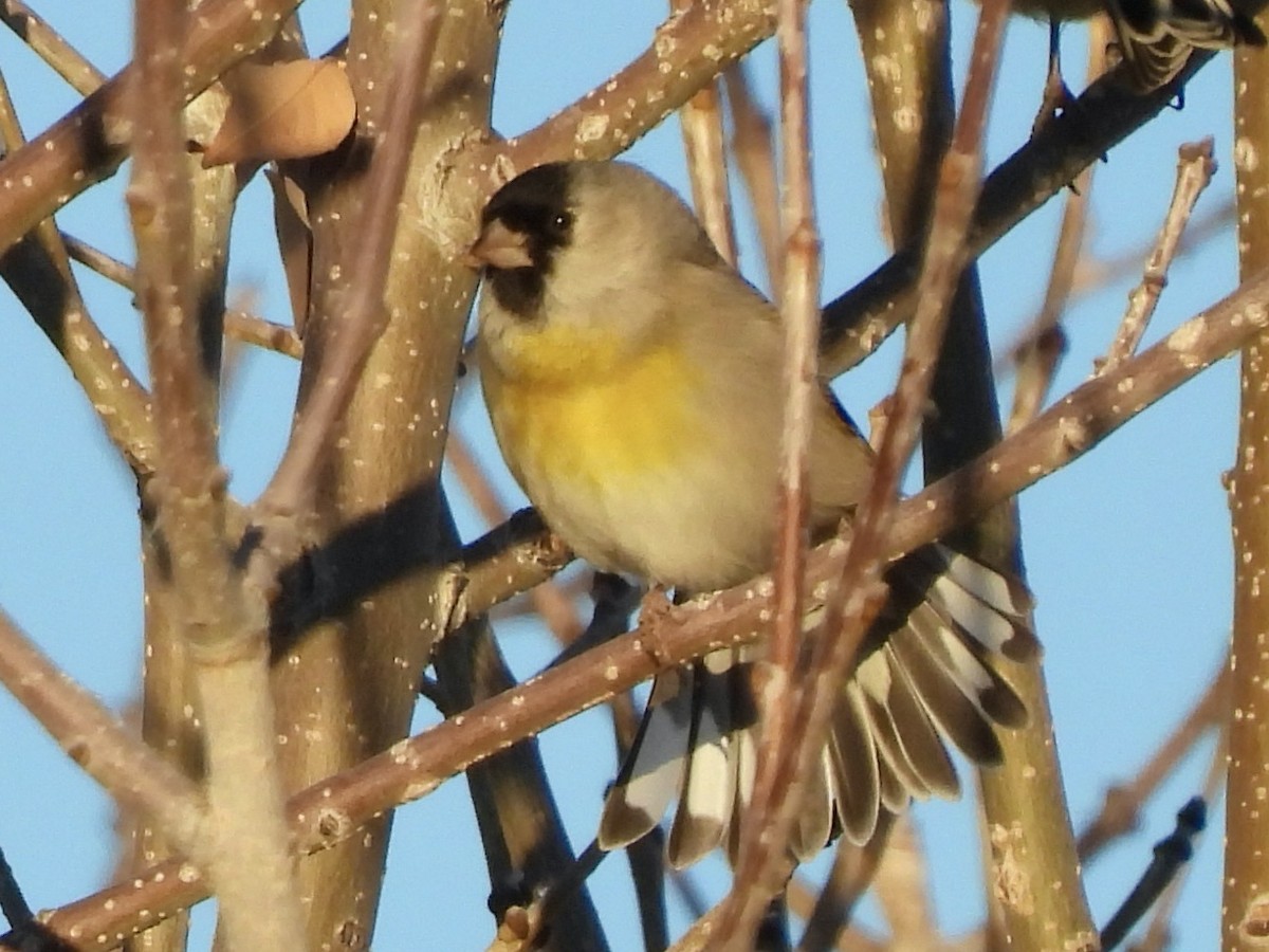 カオグロキンヒワ - ML647476768