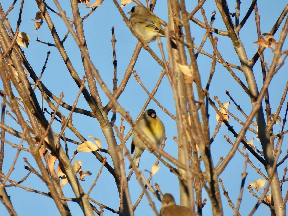 カオグロキンヒワ - ML647476769