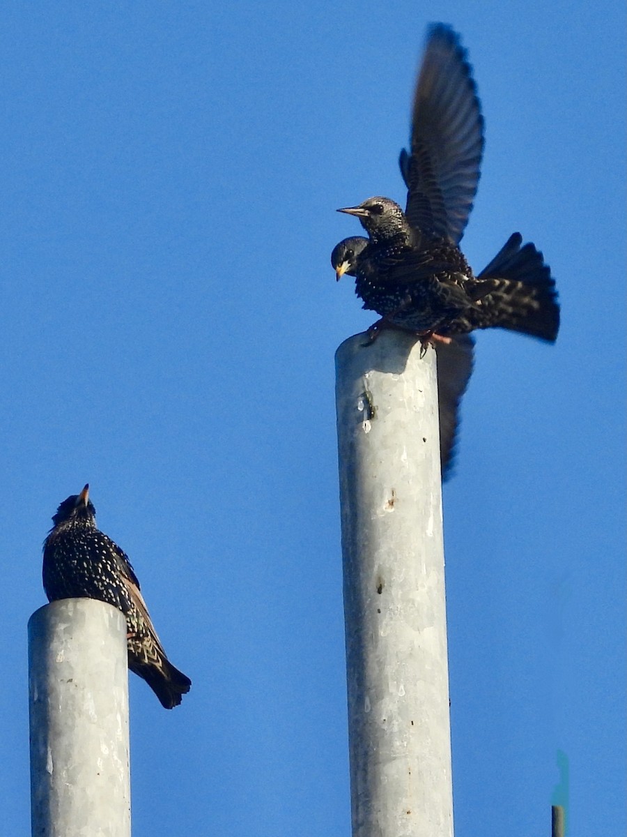 ホシムクドリ - ML647476770