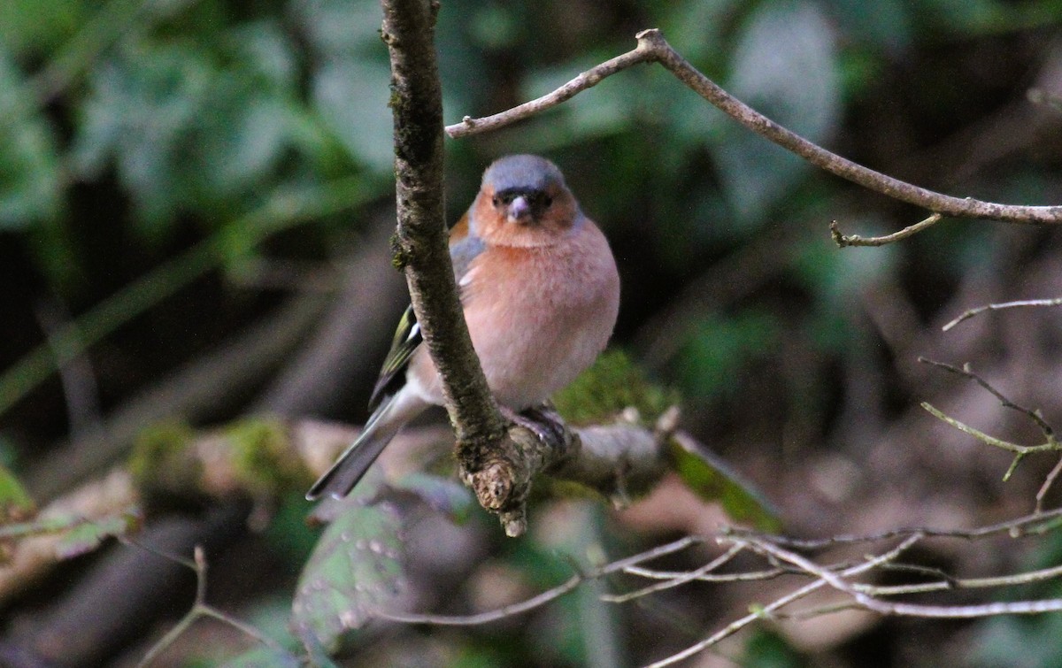 ズアオアトリ - ML647476771