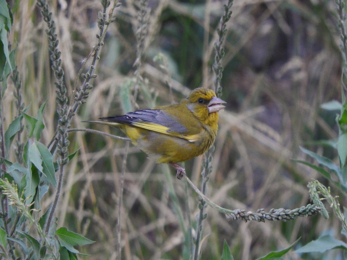 アオカワラヒワ - ML647476772