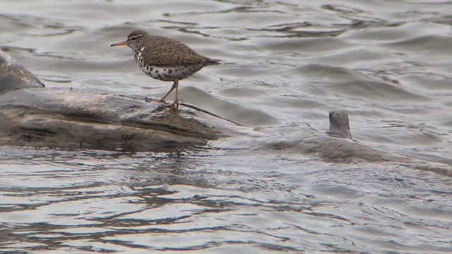 アメリカイソシギ - ML647476774